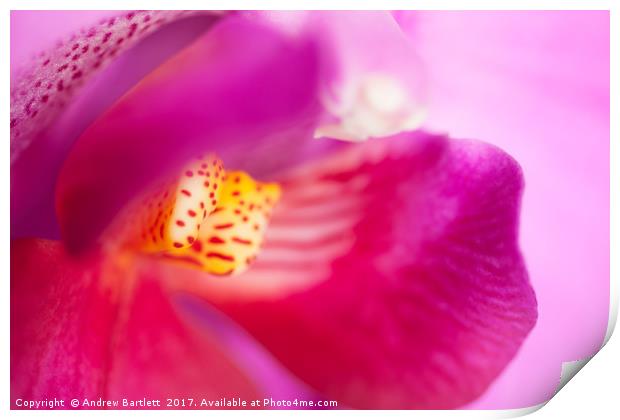 Macro of an Orchid Print by Andrew Bartlett