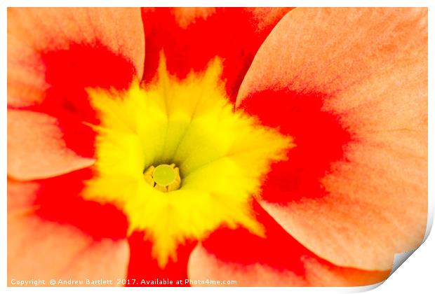 Macro of a Polyanthus Print by Andrew Bartlett