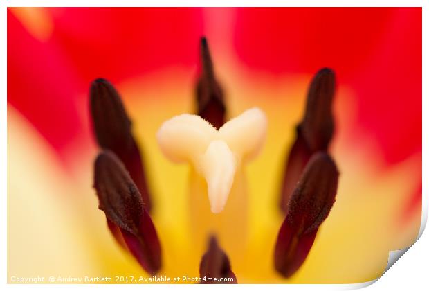 Macro of a Tulip Print by Andrew Bartlett