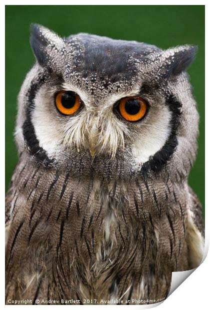 Northern White Faced Scops Owl Print by Andrew Bartlett