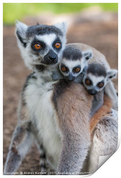 Ring Tailed Lemur family Print by Andrew Bartlett