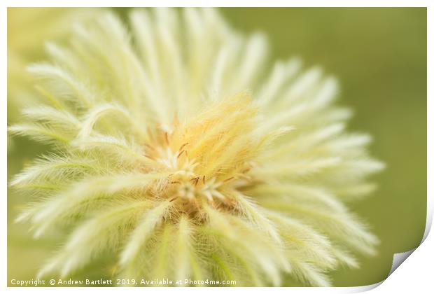 Phylica Pubescens Print by Andrew Bartlett