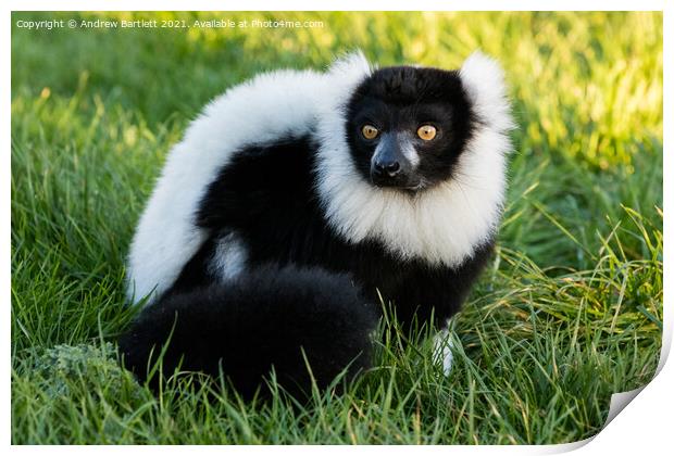 Black and White Ruffed Lemur Print by Andrew Bartlett