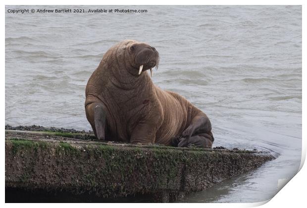 Arctic Walrus 'Wally' at Tenby, Pembrokeshire, West Wales, UK Print by Andrew Bartlett