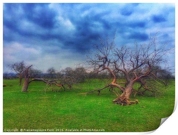 Fallen Trees  Print by Framemeplease UK