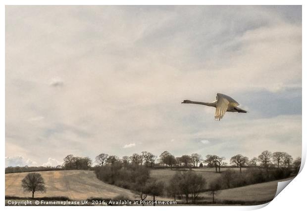 Swan in flight  Print by Framemeplease UK