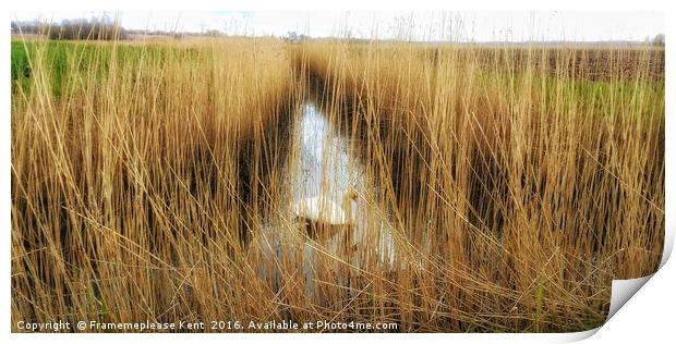 Reed beds in Kent , with a swan  Print by Framemeplease UK