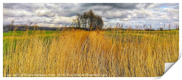 Reed bed in Kent  Print by Framemeplease UK