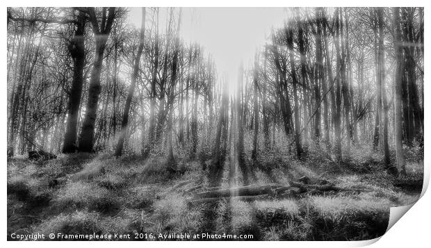 Tenterden morning sunlight in the woods  Print by Framemeplease UK
