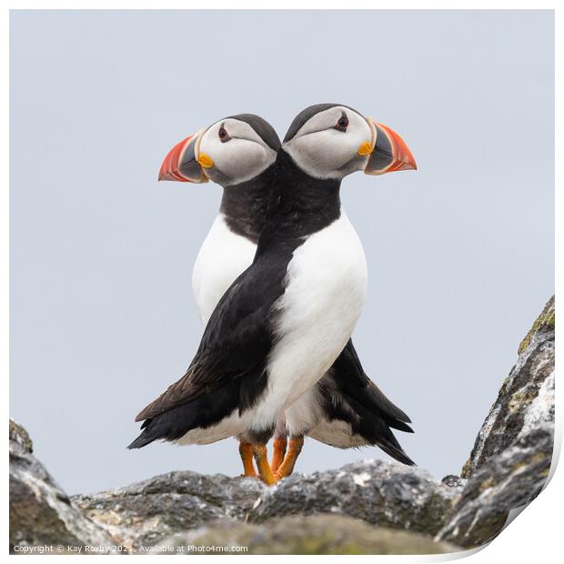 Double Puffin! Print by Kay Roxby