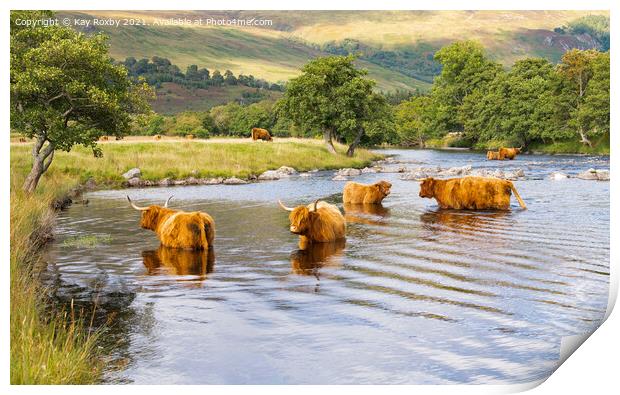 Scottish Highlands - highland cattle in summer Print by Kay Roxby
