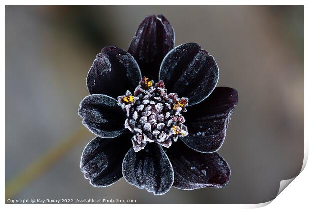 Frost covered Chocolate Cosmos flower Print by Kay Roxby