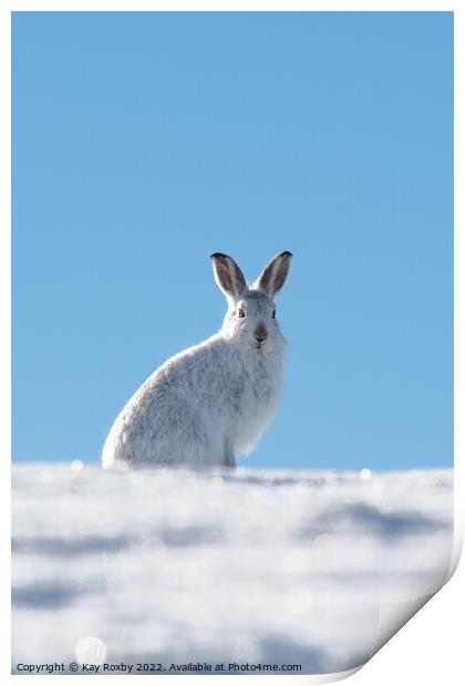 Mountain Hare Print by Kay Roxby