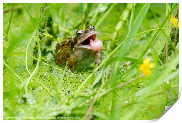 Common Frog tongue Print by Kay Roxby