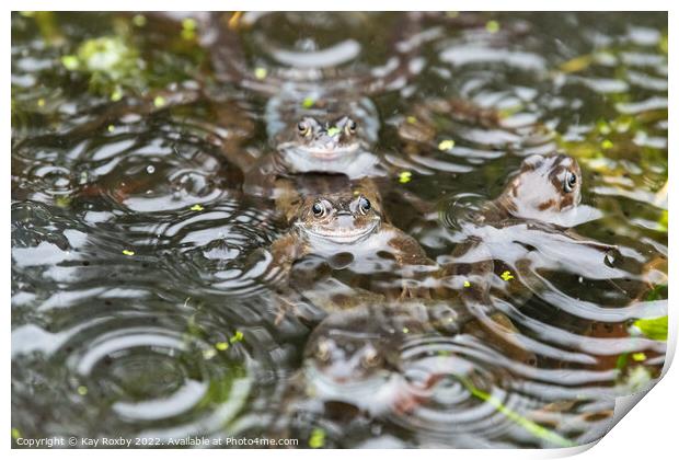 Common frogs in the rain Print by Kay Roxby