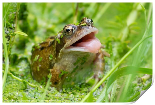 Common frog trying to catch insects in garden pond - UK Print by Kay Roxby
