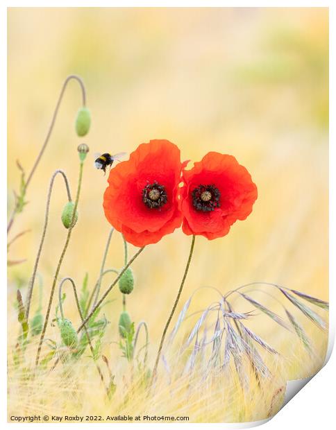 Bumble bee visiting red poppies in mixed barley and oats field Print by Kay Roxby