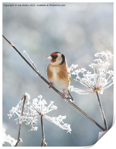 Goldfinch in winter Print by Kay Roxby