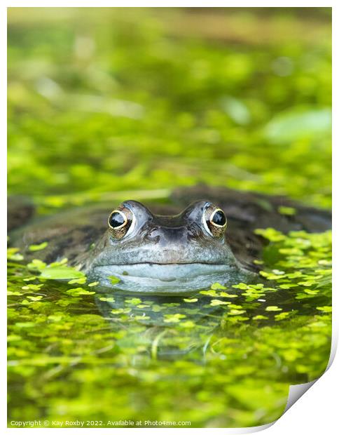 frog in pond surrounded by duckweed Print by Kay Roxby