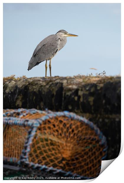 Grey Heron at Pittenweem Harbour 2 Print by Kay Roxby