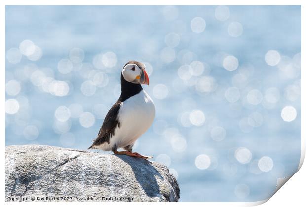 Peaceful Puffin  Print by Kay Roxby