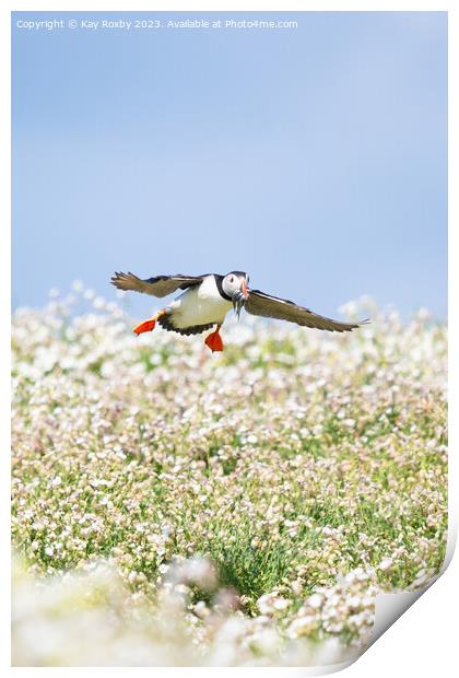Puffin Isle of May Print by Kay Roxby