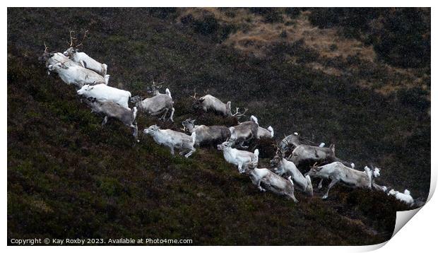 Cairngorm reindeer herd Print by Kay Roxby