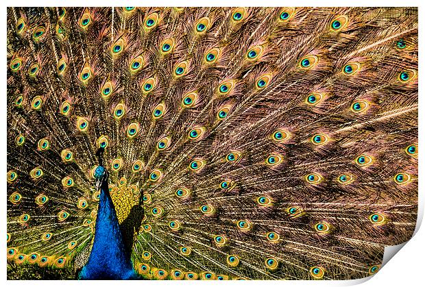 Peacock displaying Print by Stephen Giles