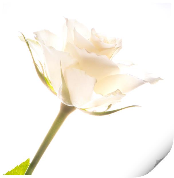 White rose Print by Stephen Giles