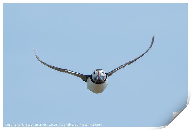 Puffin in flight with sand eels Print by Stephen Giles
