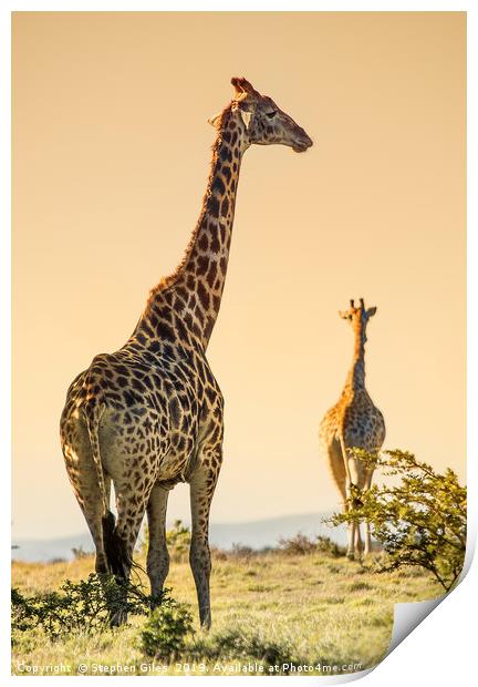 Giraffes on the move Print by Stephen Giles