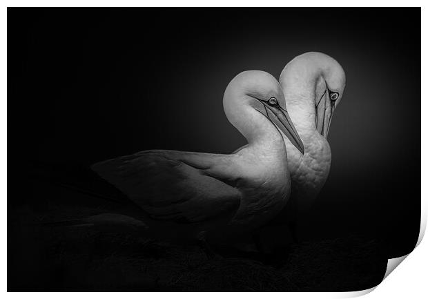 2 Gannets Print by Stephen Giles