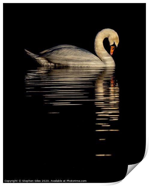 Reflective swan Print by Stephen Giles