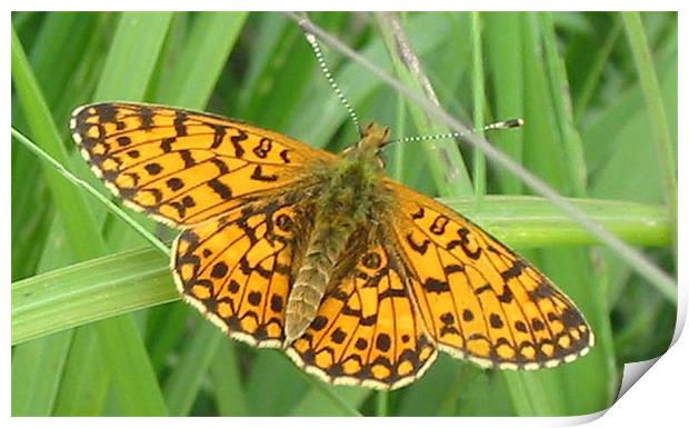 Small pearl-bordered fritillary Print by Chris Keast