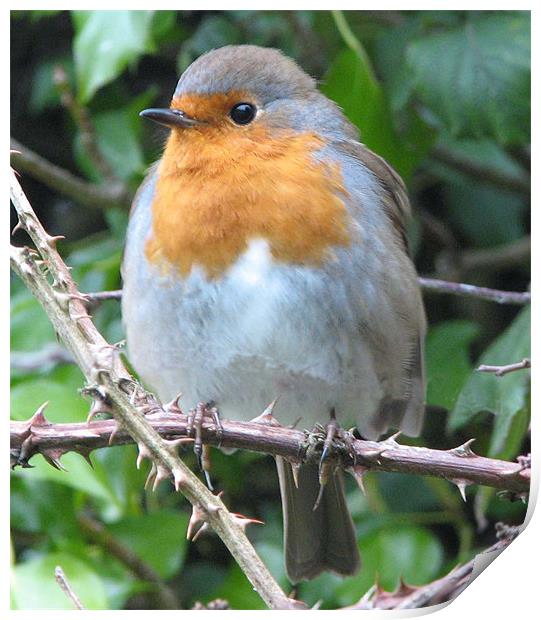 Robin in waiting Print by Chris Keast