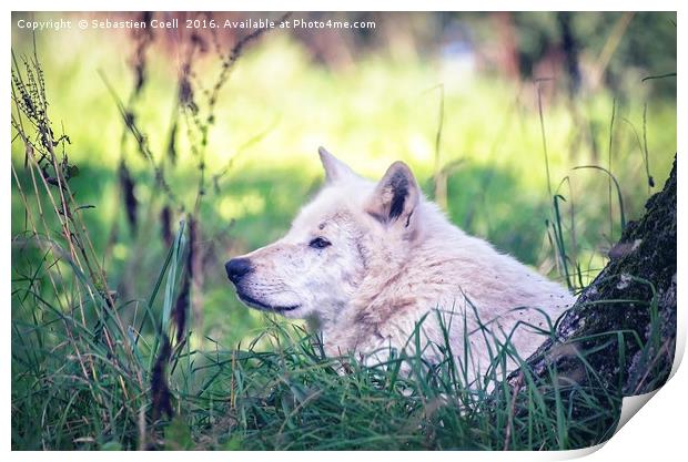 Wolf Print by Sebastien Coell