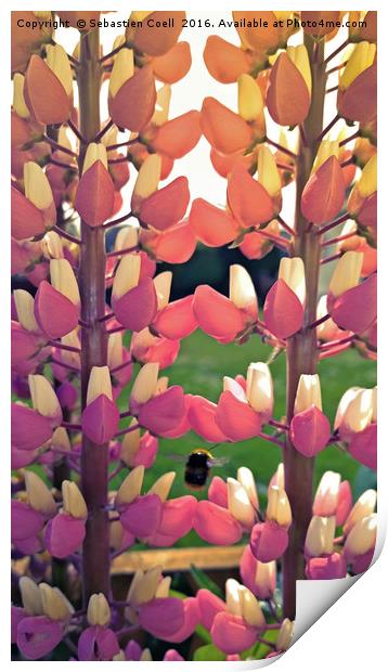 Bumble bee and flowers Print by Sebastien Coell