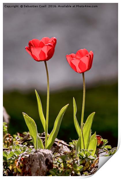 Tulips Print by Sebastien Coell