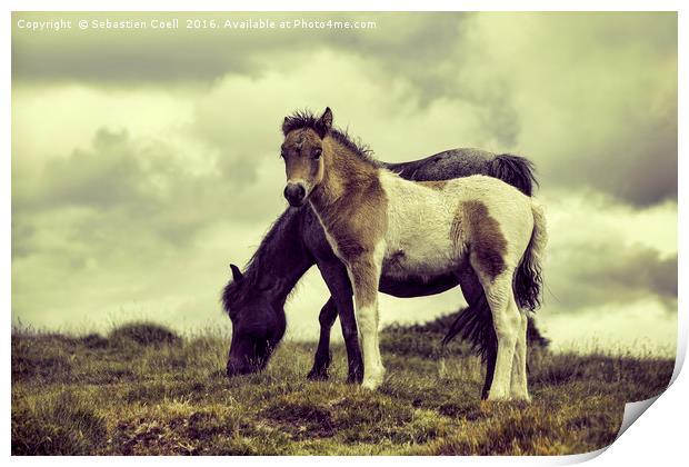 Ponies Dartmoor Print by Sebastien Coell