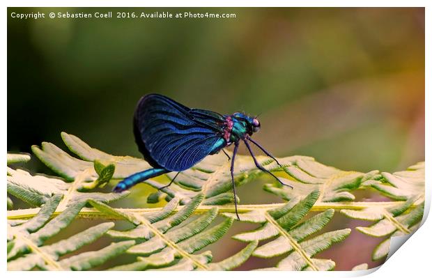 Dragonfly Print by Sebastien Coell