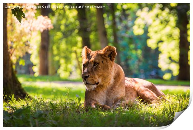 Lioness sits in the forest Print by Sebastien Coell