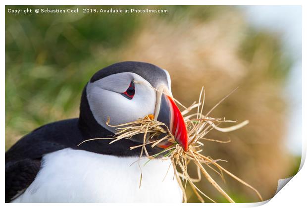 Iceland Puffin Print by Sebastien Coell