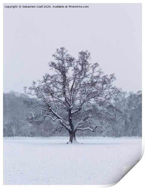 Snowy Tree at Bakers Park Print by Sebastien Coell