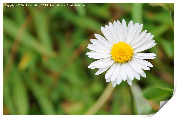  Spring Daisy Print by Becky shorting