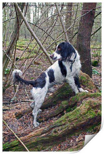 Manny at Reffley Woodland Print by Becky shorting
