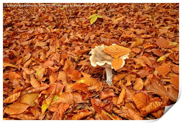  Mushroom and fallen leaves Print by Artnethouse SPRL