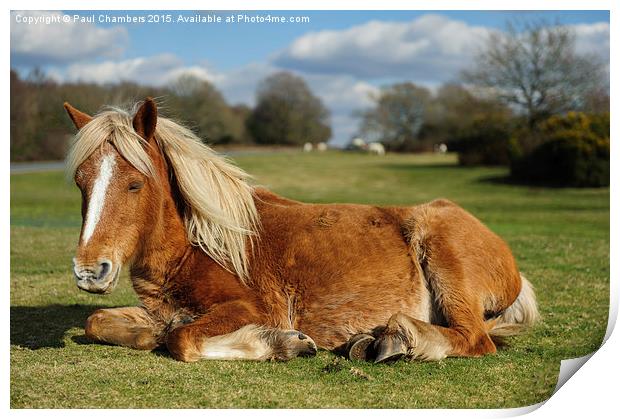  Resting Pony Print by Paul Chambers