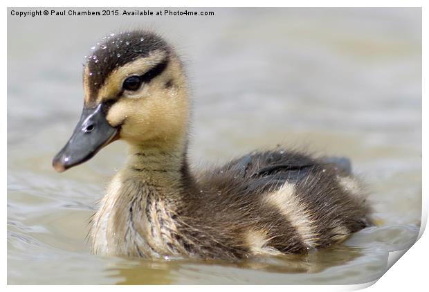  Duckling Print by Paul Chambers