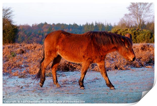 New Forest Pony. Print by Paul Chambers