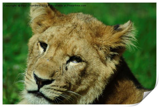 Lion Cub Print by Paul Chambers